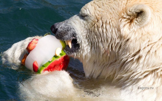 Белых медведей кормят фруктовыми кубиками льда