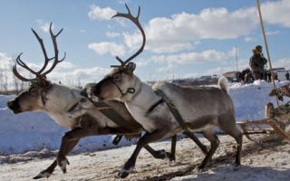 Конкурс ледовых скульптур проведут при забегах на оленьих упряжках